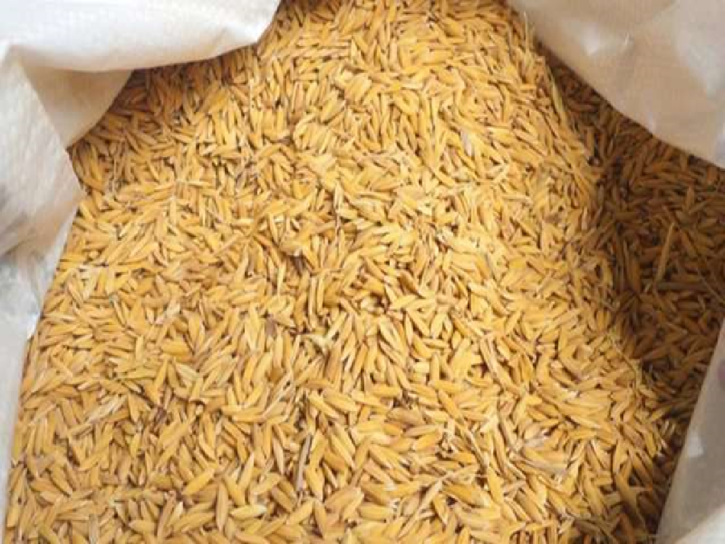 Paddy Paddy