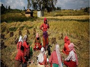 ମହିଳା କିସାନ ସଶକ୍ତିକରଣ ଯୋଜନା