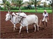 ନୂତନ ଶସ୍ୟ ବୀମା ଯୋଜନାରେ ଲାଭବାନ ହେବେ ଚାଷୀ