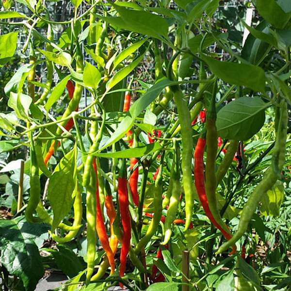 chilly cultivation