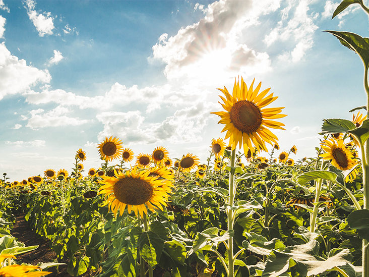 sunflower cultivation