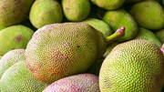 ପଣସ ଚାଷ ବିଷୟରେ ଆପଣ ଜାଣନ୍ତି କି...