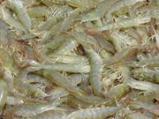ଚିଙ୍ଗୁଡି ଚାଷ ବିଷୟରେ ଆପଣ ଜାଣନ୍ତି କି...