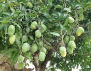 ବାଡ଼ିରେ କରନ୍ତୁ ଆମ୍ବ ବଗିଚା, ଉଠାନ୍ତୁ ଲାଭ 