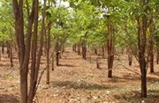 ଚନ୍ଦନ ଚାଷ କରି ହୁଅନ୍ତୁ ଲାଭବାନ,ଜାଣନ୍ତୁ 