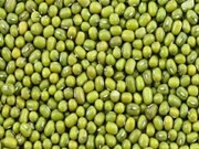 ମୁଗ ଫସଲରେ କୀଟ ପରିଚାଳନା କରିବେ କିପରି ଜାଣନ୍ତୁ...