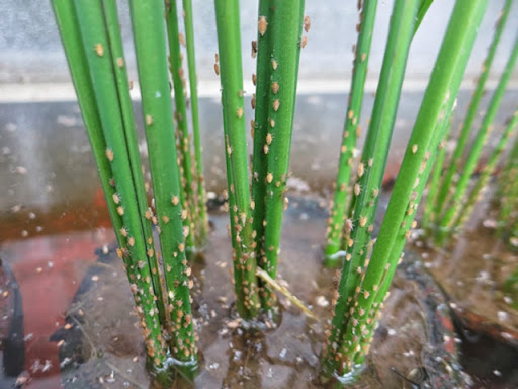 Wheel worms destroyed crops