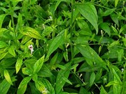 ଏକାଧିକ ଔଷଧୀୟ ଗୁଣରେ ଭରପୁର ଭୂଇଁନିମ୍ବ  