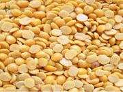 ହରଡ ଡାଲିର ସ୍ୱାସ୍ଥ୍ୟ ଉପକାରୀତା