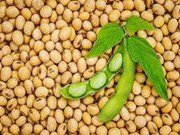 ଏହି ଉପାୟରେ ସୋୟାବିନ ଚାଷ କରନ୍ତୁ, ଭଲ ଅମଳ ହେବ 
