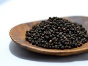 ଗୋଲ ମରିଚ ଚାଷ କରି ପାଆନ୍ତୁ ଲାଭ