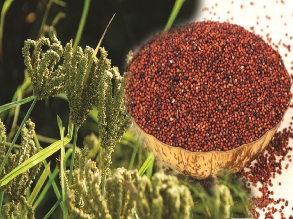 millet ragi farming in demand in Anugul district