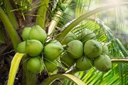 Coconut Farming in Odisha : ଓଡିଶାରେ ବ୍ୟବସାୟିକ ଭିତ୍ତିରେ ନଡ଼ିଆ ଚାଷ କରି ଉଠାନ୍ତୁ ଲାଭ 