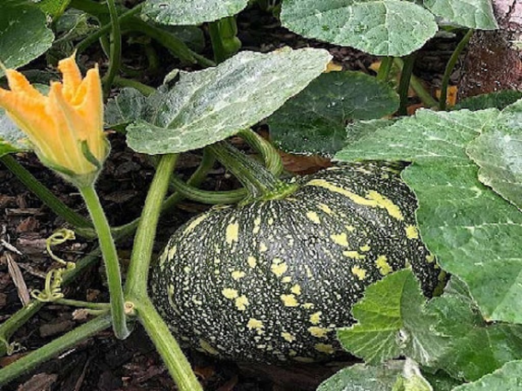 pumpkin farming in odisha