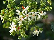 ଏହି ଗଛର ପତ୍ରରେ ରହିଛି ‘ଡେଙ୍ଗୁ’ ଜ୍ୱରର ଉପଚାର