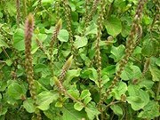 ଏହି ଜଡିବୁଟିରେ ଭଲ ହେଇଯିବ ଅନେକ ରୋଗ