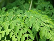 ରକ୍ତହୀନତା ଦୂର କରେ ସଜନା ଶାଗ