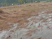 ଚାଲିଗଲା ବାତ୍ୟା ‘ଜୱାଦ’: ପାଣିରେ ଭାସୁଛି ପାଚିଲା ଧାନ, ଚିନ୍ତାରେ ଚାଷୀ !