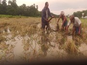 ଉଜୁଡା କ୍ଷେତରେ କେନ୍ଦ୍ରୀୟ ଟିମ୍, ୬ ଜିଲ୍ଲା ବୁଲି ‘ଜଓ୍ବାଦ’କ୍ଷୟକ୍ଷତି  କରୁଛି ଆକଳନ 