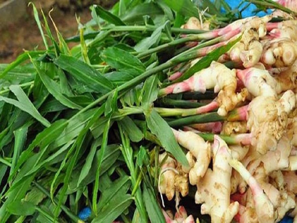 ginger cultivation