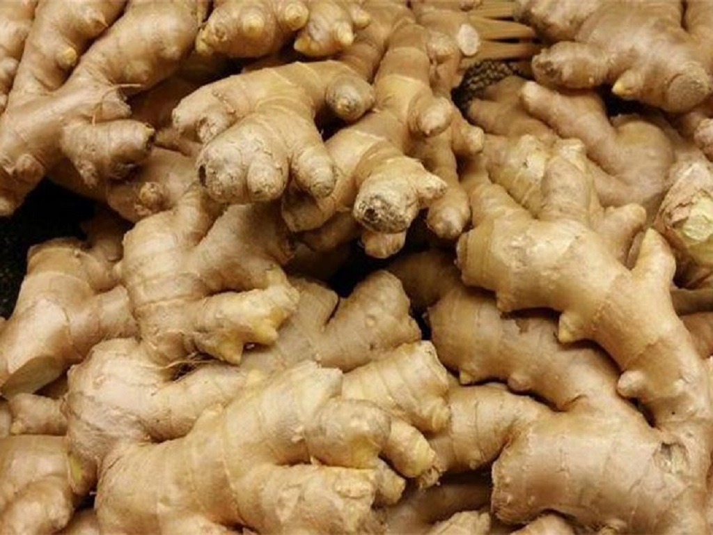 ginger cultivation
