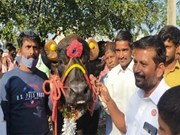 ମଇଁଷିର ଦାମ୍ ୮୦ ଲକ୍ଷ 