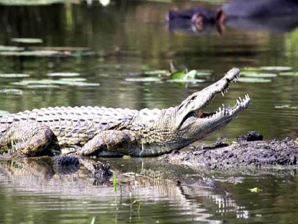 bhitarkanika national park to remain closed for 10 days