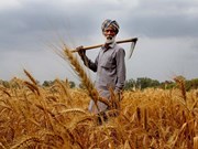 budget 2022 : ବଜେଟର ରାସାୟନ ମୁକ୍ତ କୃଷିକୁ ପ୍ରୋତ୍ସାହିତ ; MSP ରେକର୍ଡ଼ କ୍ରୟ କରାଯିବ