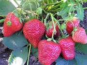 Kotia Strawberry Farming : ଓଡିଶାରେ ଷ୍ଟ୍ରବେରୀ ଚାଷ, ହେବେ ମାଲାମାଲ୍
