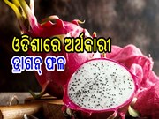 ଏହି ବ୍ୟବସାୟ କଲେ କମ ଖର୍ଚ୍ଚରେ ଆୟ କରିବେ ଲକ୍ଷ ଲକ୍ଷ ଟଙ୍କା