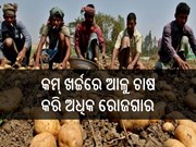 ବିନା ହଳରେ କମ ଖର୍ଚ୍ଚରେ ଅଧିକ ଅମଳ ଆଳୁ ଚାଷ, ଜାଣିଛନ୍ତି କି ? 