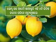 ଲେମ୍ବୁ ସହ ଆଦୌ ଖାଆନ୍ତୁନି ଏହି ୪ଟି ଜିନିଷ, ଶରୀର ପାଇଁ ବିପଜ୍ଜନକ