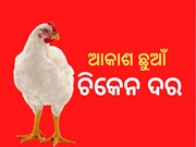 300 ମୁହାଁ ଚିକେନ, ଚିନ୍ତାରେ ଖାଉଟି