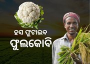 ଚାଷୀଙ୍କ ଭାଗ୍ୟ ଖୋଲିବ ଫୁଲକୋବି !
