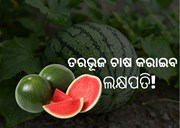 ତରଭୁଜ ଚାଷ କରି ହେବେ ଲକ୍ଷପତି,ଜାଣନ୍ତୁ ପ୍ରଣାଳୀ