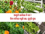ବିନା ମାଟିରେ ବଢୁଛି ଗଛ,ଫୁଟୁଛି ଫୁଲ; ହେବେ ଲାଭବାନ 