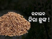 ଜିରାରେ ଲାଗିଲା ମହଙ୍ଗା ଛୁଙ୍କ, ଆକାଶ ଛୁଆଁ ଦର