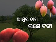 ବରଗଡରେ ଫଳୁଛି ଜାପାନୀ ଆମ୍ବ, ଦାମ ଜାଣିଲେ ହୋଇଯିବେ ଆଶ୍ଚର୍ଯ୍ୟ