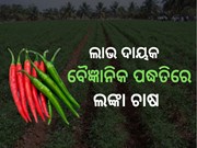 ବୈଜ୍ଞାନିକ ପଦ୍ଧତିରେ କେମିତି କରିବେ ଲଙ୍କା ଚାଷ, ଜାଣନ୍ତୁ...