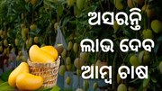 ଜାଣନ୍ତୁ କିପରି କରିବେ ସଠିକ ପ୍ରଣାଳୀରେ ଆମ୍ବ ଚାଷ  