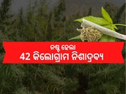ଦେଶର ୧୪ଟି ସ୍ଥାନରେ ୪୨,୦୦୦ କିଗ୍ରା ନିଶା ଦ୍ରବ୍ୟ ନଷ୍ଟକଲା CBIC