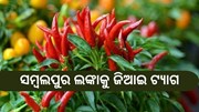 ସମ୍ବଲପୁର ଲଙ୍କାକୁ ଜିଆଇ ଟ୍ୟାଗ ,ଖୁସିରେ ବିଭୋର ଚାଷୀ 