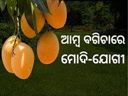ଆମ୍ବ ମଣିଷଙ୍କ ବଗିଚାରେ ମୋଦି-ଯୋଗୀ !