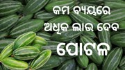 ଚାଷୀଙ୍କ ପାଇଁ ଲାଭଦାୟକ ପୋଟଳ ଚାଷ, କମ ବ୍ୟୟରେ ଦିଏ ଅଧିକ ଲାଭ  