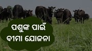ପଶୁ ବୀମା ଯୋଜନା, ଜାଣନ୍ତୁ କଣ ମିଳିବ ଲାଭ   