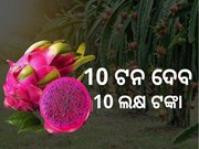 ବିଶ୍ବ ବଜାରରେ ବଢୁଛି ଭାରତୀୟ ଡ୍ରାଗନ ଫଳର ଚାହିଦା