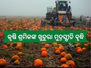 ମେ'ରେ ବଢିଛି କୃଷି ଶ୍ରମିକଙ୍କ ଖୁଚୁରା ମୁଦ୍ରସ୍ଫୀତି