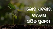 ଏହିଭଳି ଉପାୟରେ କରନ୍ତୁ ଫସଲର ରୋଗ ପ୍ରତିକାର 