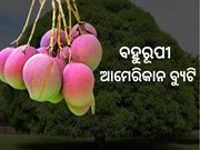 ରଙ୍ଗ ବଦଳାଉଛି ଆମ୍ବ  !