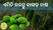   ବୈଜ୍ଞାନିକ ପଦ୍ଧତିରେ କରନ୍ତୁ କାଙ୍କଡ଼ ଚାଷ